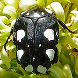 Mausoleopsis amabilis